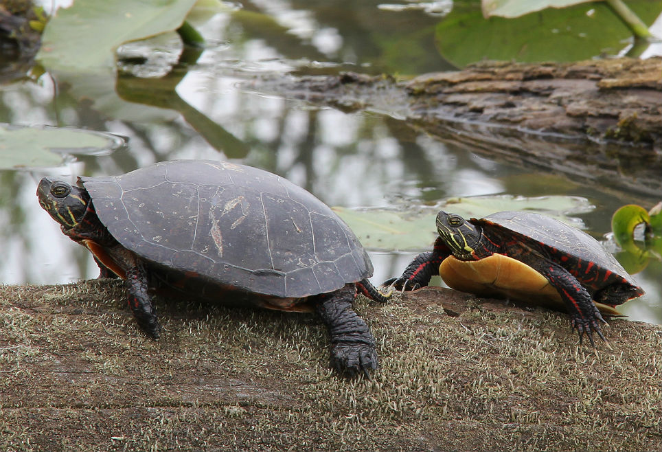 Midland Painted Turtles